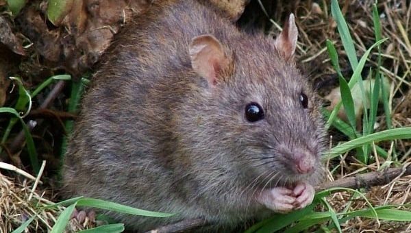 К чему снится серая крыса по сонникам Миллера, Ванги