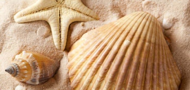 К чему снятся ракушки по сонникам Миллера, Кананита, Французскому соннику