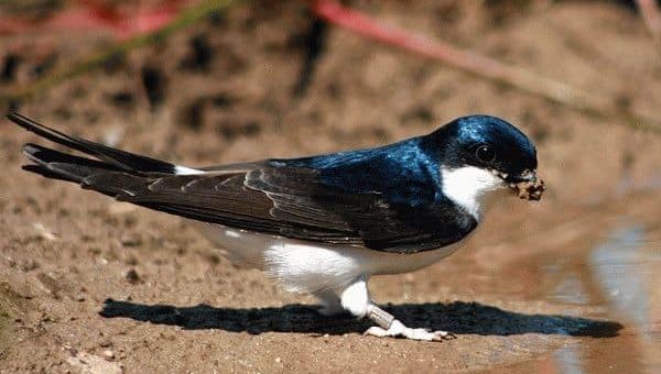 Примета: к чему птица бьется в окно?
