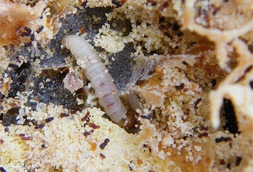 К чему снится моль, насекомые вредители по сонникам