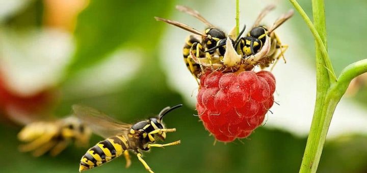 К чему снится оса по сонникам и основным значениям