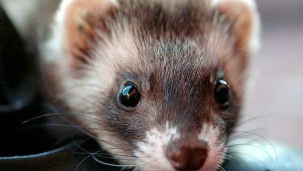 К чему снится хорек по сонникам Миллера, колдуньи Медеи