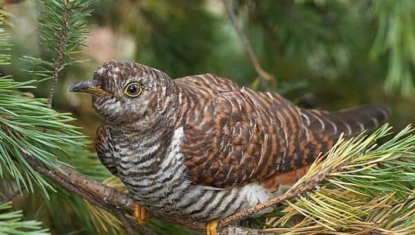 Приметы про кукушку, связанные с ее кукованием или просто увиденной птицей