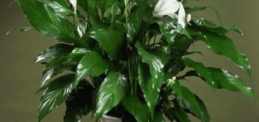 Цветок Женское счастье (Спатифиллум) - приметы и суеверия