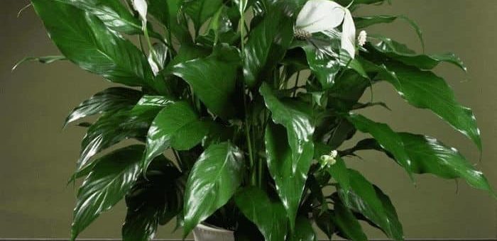 Цветок Женское счастье (Спатифиллум) - приметы и суеверия