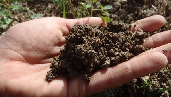 К чему снится чёрная рыхлая земля по различным сонникам