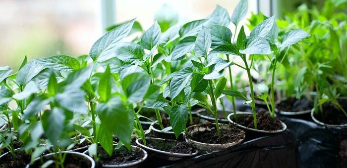 Лунный посевной календарь на март 2019 года - пригодится для отличного урожая!
