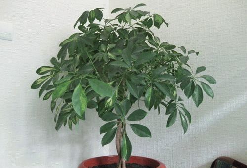 Приметы: Шефлера в доме