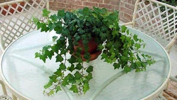 Плющ комнатный: можно ли держать дома, приметы позитивные и негативные