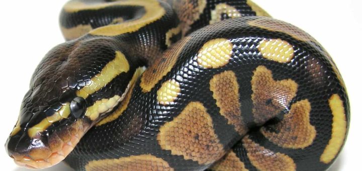 К чему снится питон по сонникам Прозорова, Миллера, Лоффа