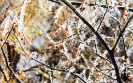 Как подготовить дачу к зиме