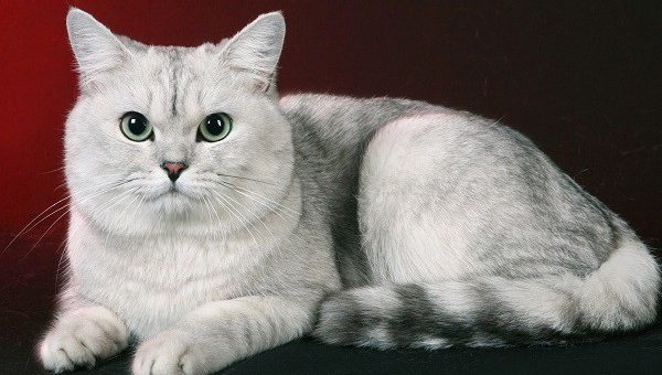 К чему снится кошка по сонникам Фрейда или Лоффа