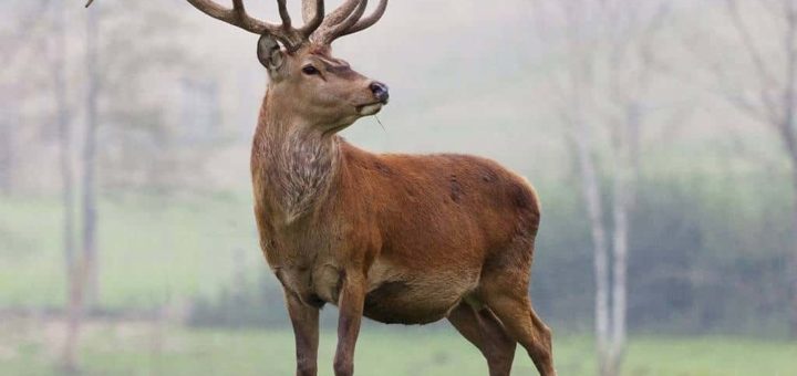 К чему снится олень во сне по различным сонникам