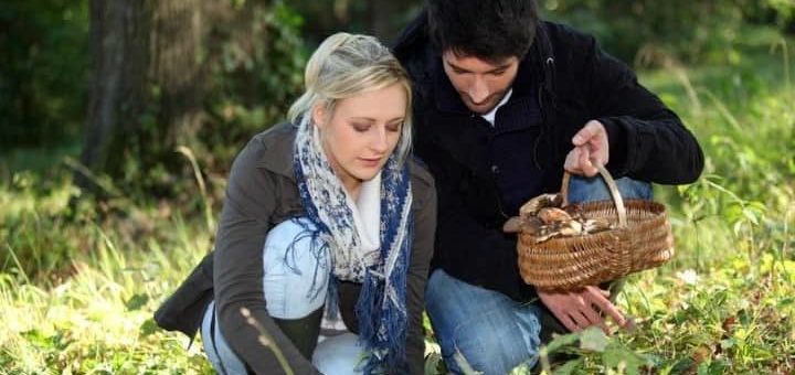 К чему снится собирать грибы во сне по различным сонникам