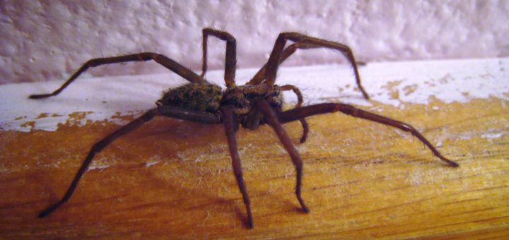 Приметы про пауков согласно представлениям разных народов