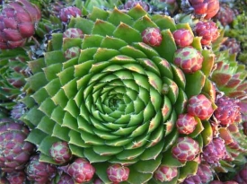 Неприхотливые комнатные растения