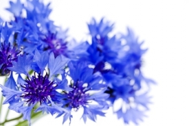 Василек - талисман от злых чар