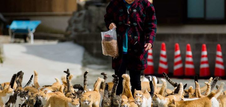 К чему снятся много кошек и как найти правильное толкование по сонникам