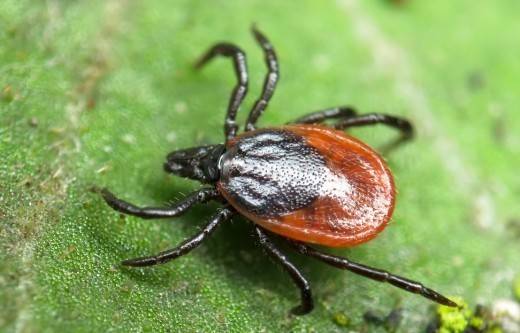 К чему снится клещ во сне по сонникам Ванги, Миллера и Фрейда.