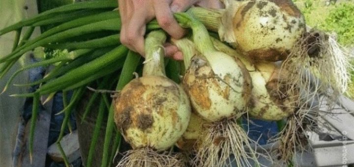 Теперь я каждый год получаю большой урожай лука: 4 простых совета