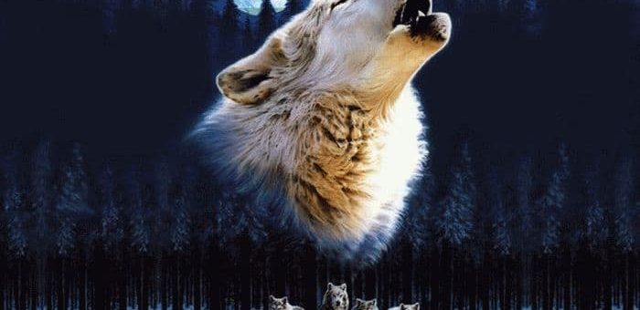 К чему снятся волки, которые нападают?