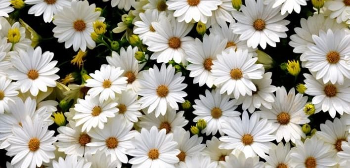 К чему снятся цветы по сонникам Лоффа, Ванги, Английский сонник