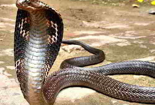 Приснилась кобра: нюансы толкования по разным сонникам