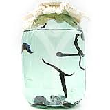 К чему снятся пиявки по соннику Фрейда, Миллера, Цветкова