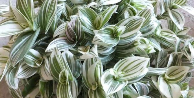 Традесканция: приметы и суеверия - как растение может защитить вас