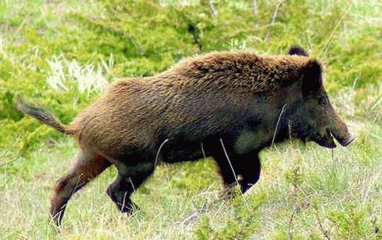 К чему снится дикий кабан?