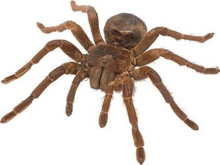 К чему снится паук по сонника Ванги, Миллера и Фрейда