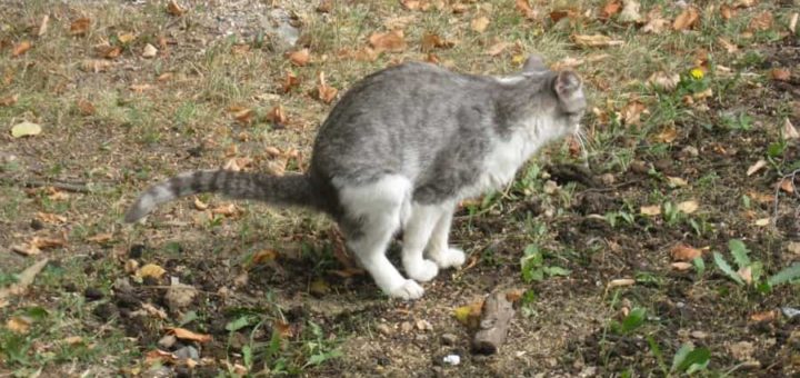 К чему снится кошачье говно по сонникам Миллера, Лоффа, Феломена