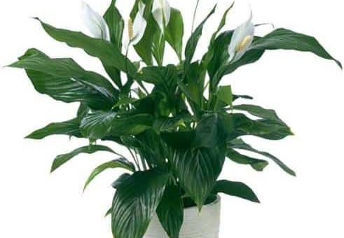 К чему снятся комнатные цветы по различным сонникам