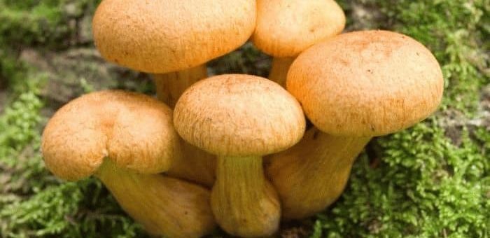 К чему снятся грибы во сне женщины?