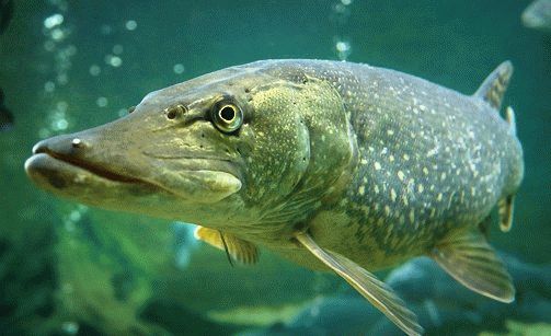 К чему снятся рыбы в воде?