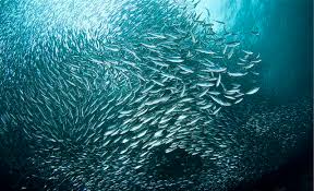 К чему снится большая рыба по сонникам Миллера, Фрейда, Цветкова