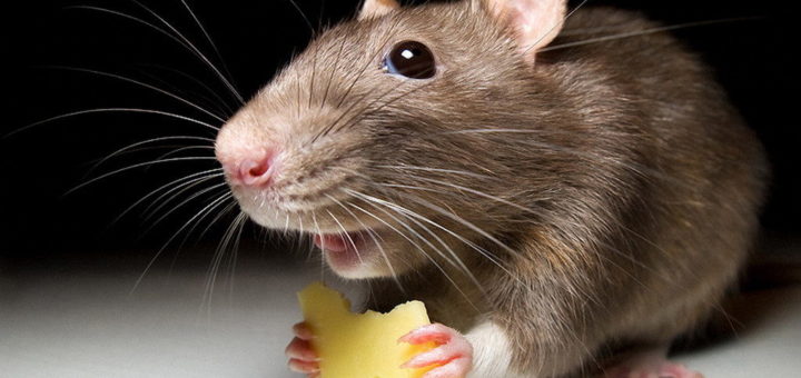 К чему снится живая мышь по сонникам: Миллера, Ванги и др.