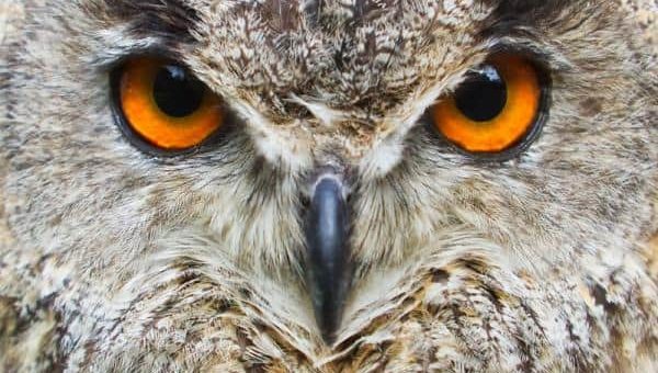 К чему снится сова по сонникам Миллера, Гришиной