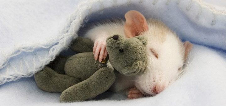 К чему снится крыса по толкованиям авторитетных сонников и общим значениям