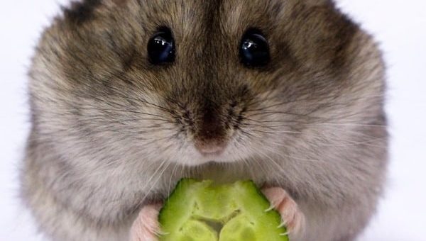 К чему снится хомяк по сонникам Миллера, колдуньи Медеи