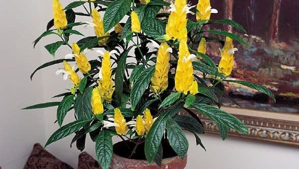 Пахистарис - приметы, суеверия и особенности ухода