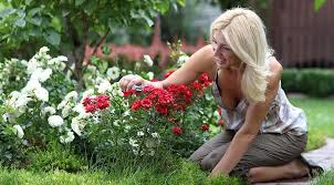 К чему снится сажать цветы по сонникам Ванги, Миллера, Фрейда
