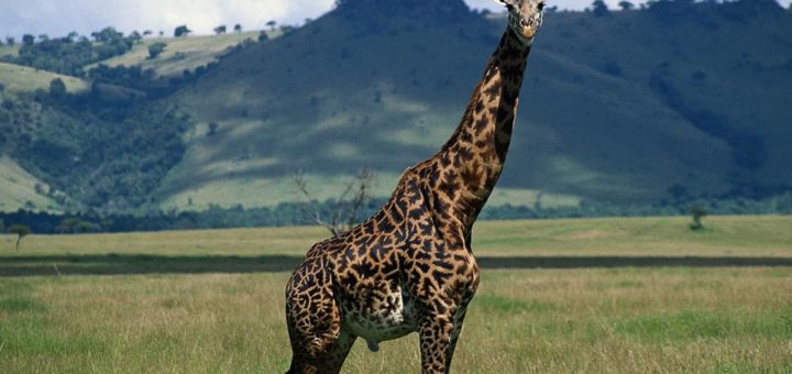 К чему снится жираф по сонникам Миллера, Фрейда, Ванги и другим