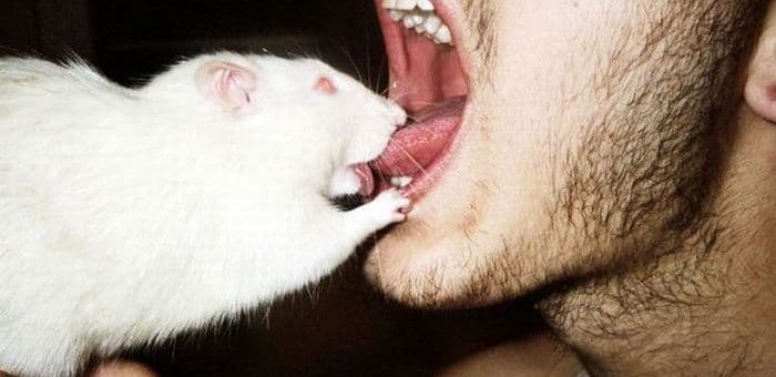 К чему снится укус по сонникам Миллера, Фрейда и Ванги