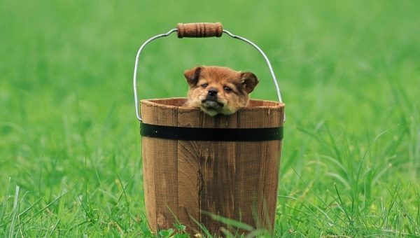 К чему снится ведро по сонникам Миллера, Фрейда, Федоровской и др.