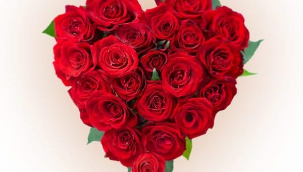 К чему снятся красные розы по сонникам и основным значениям