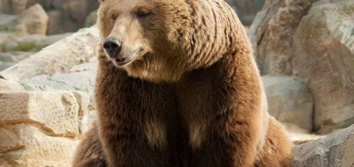 К чему снится медведь по сонникам Миллера, Ванги, Фрейда