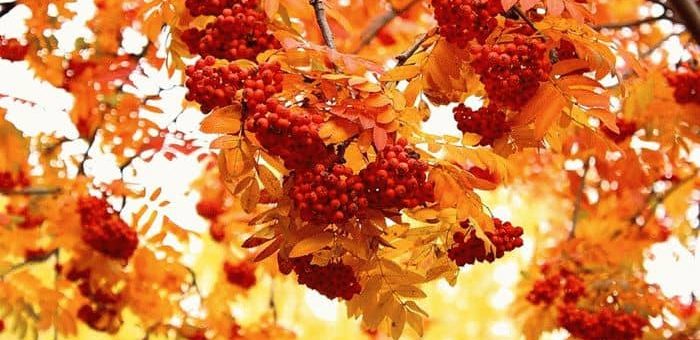 Народная примета - много рябины