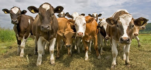 К чему снится стадо коров по сонникам Миллера, Фрейда