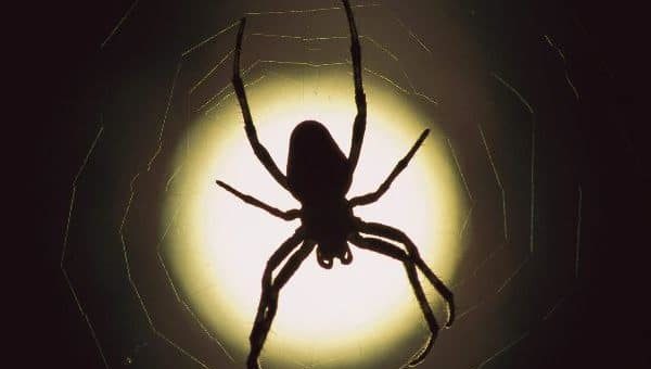 К чему снится паук по сонникам Миллера, колдуньи Медеи